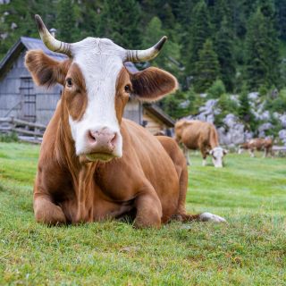 In Bohinj, tradition is still alive. And we’re proud of it. ❤️

Summer is still here, and you can still catch sight of cattle freely grazing in the alpine pastures. From our accomodation, you can take day trips to visit local herders—like those on Planina v Lazu.

Next month, the animals and people will return to the valley, crowned with mountain flowers. And they’ll pass right in front of our doorstep—in Ukanc! Kravji bal (The Cow Ball). 

---

V Bohinju tradicija še živi.  In ponosni smo, da je tako. ❤️

Še je poletje in še lahko ujamete živino na planinah, kjer se prosto pase. Tudi od naših namestitev se lahko odpravite na dnevne izlete do planšarjev in planšaric, npr. na Planino v Lazu. 

Naslednji mesec pa že pridejo v dolino, ovenčani z gorskim cvetjem. In to pred našim pragom, v Ukancu! Pastirski praznik – Kravji bal. 

📸 @momaproduction_mojcaodar 

#alpikchaletsbohinj #bohinj #JulianAlps #triglavnationalpark #triglavskinarodnipark #summer #greenaccommodation  #woodenchalets #exploreslovenia #alpinepasture #tradition